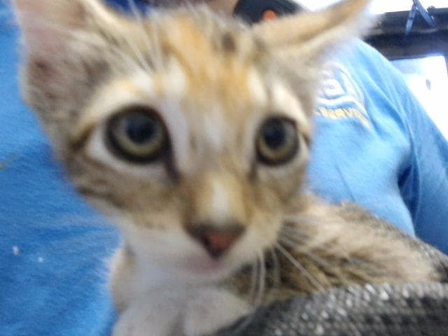 Winter - Domestic Short Hair