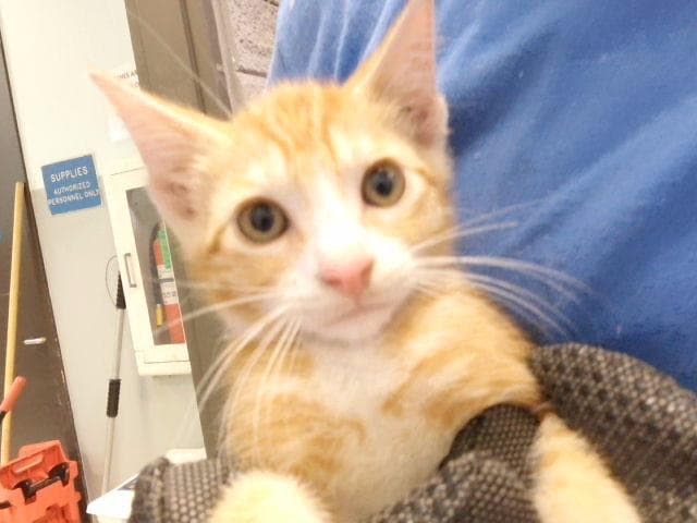 William - Domestic Short Hair