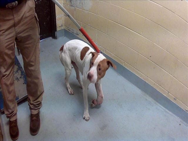 Money - Pit Bull Terrier