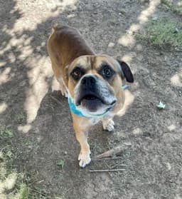 Buddy image 1