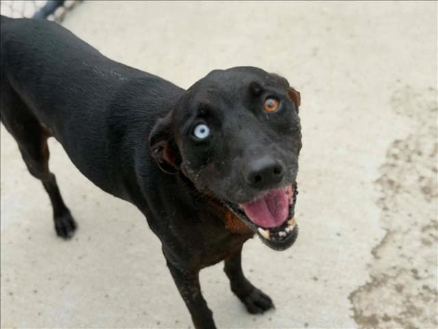Mudpie - Labrador Retriever