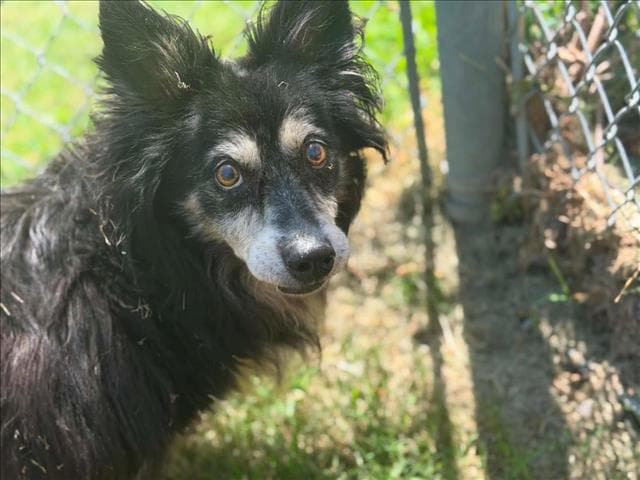 Susan - Border Collie