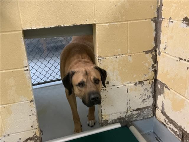 Ben - Mastiff