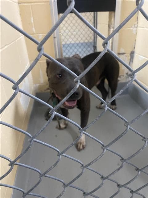 Dennis - Pit Bull Terrier