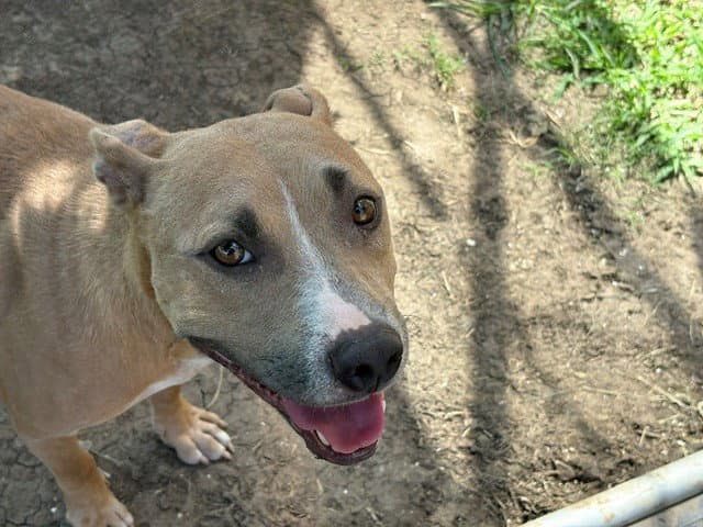 Mama - Pit Bull Terrier