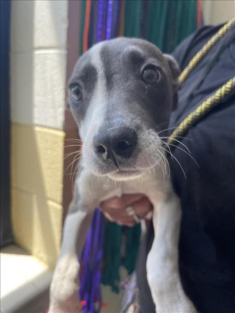 Stella - Pit Bull Terrier