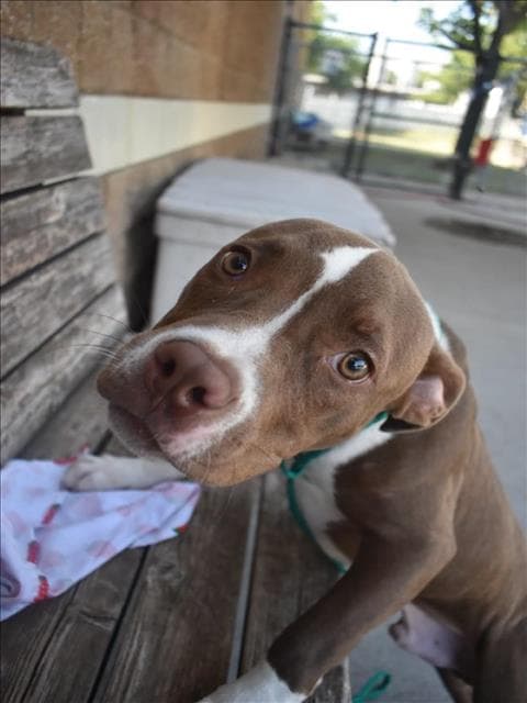 Bentley - Pit Bull Terrier