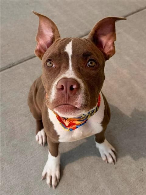 Bentley - Pit Bull Terrier