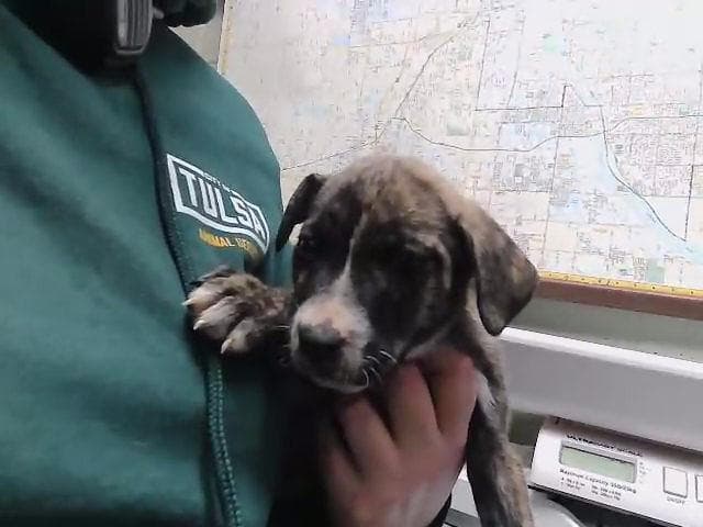 Burbon - Pit Bull Terrier