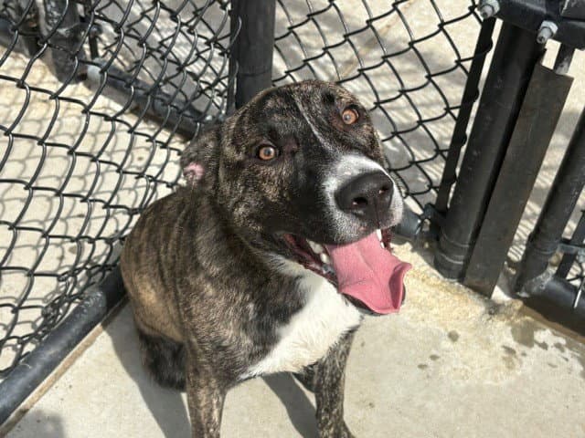 Burbon - Pit Bull Terrier