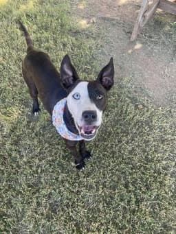 Gwen image 1
