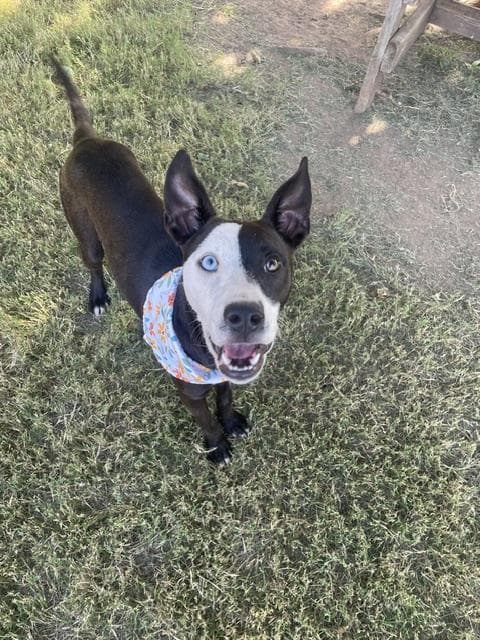 Gwen - Pit Bull Terrier
