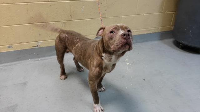 Bob - Pit Bull Terrier