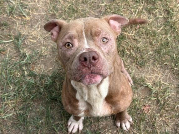 Bob - Pit Bull Terrier