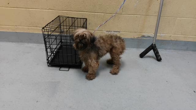 Coco - Shih Tzu