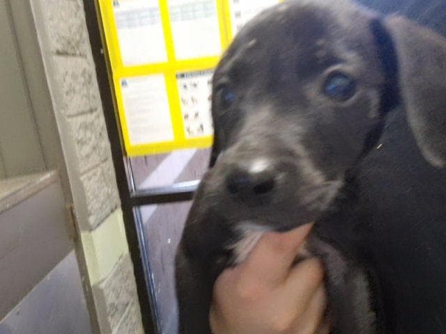 Dolly - Labrador Retriever