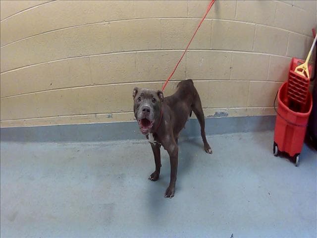 Willow - Pit Bull Terrier