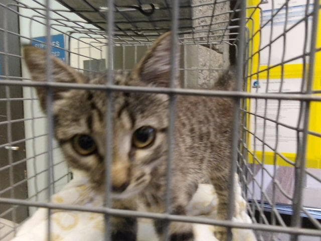 Juniper - Domestic Short Hair