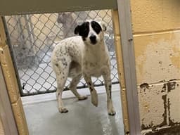 Oswald image 1
