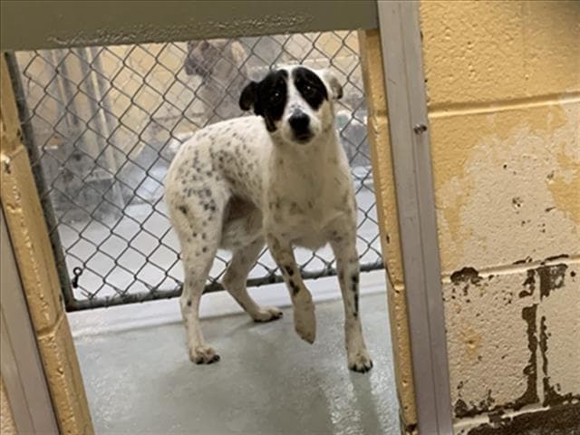 Oswald - Rat Terrier