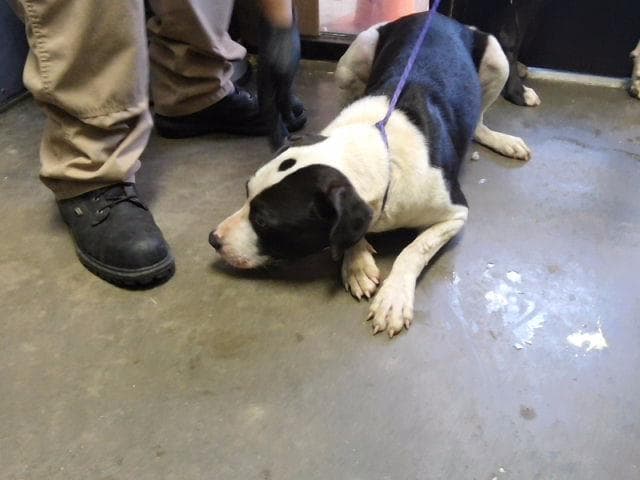 Bert - Pit Bull Terrier