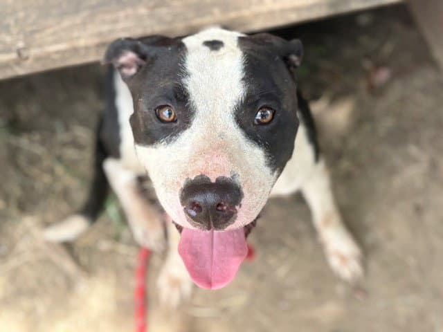 Bert - Pit Bull Terrier