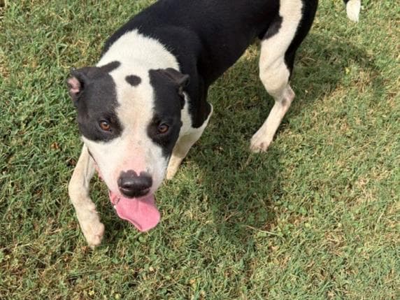 Bert - Pit Bull Terrier