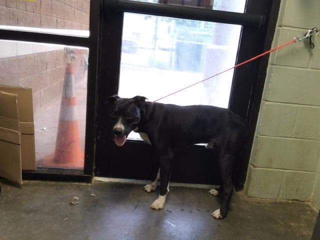 Ernie - Pit Bull Terrier
