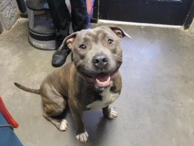 Scotty - Pit Bull Terrier