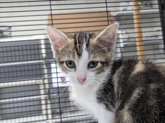 Infinity - Domestic Short Hair