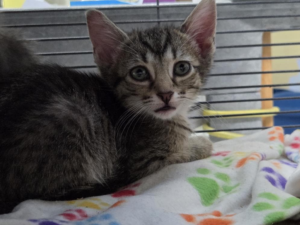 Serene - Domestic Short Hair