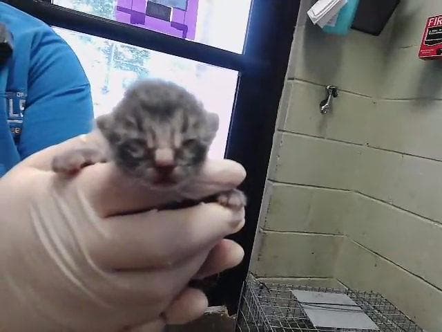 Siren - Domestic Short Hair