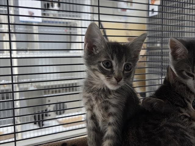 Siren - Domestic Short Hair