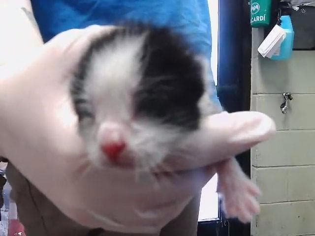 Sir - Domestic Short Hair