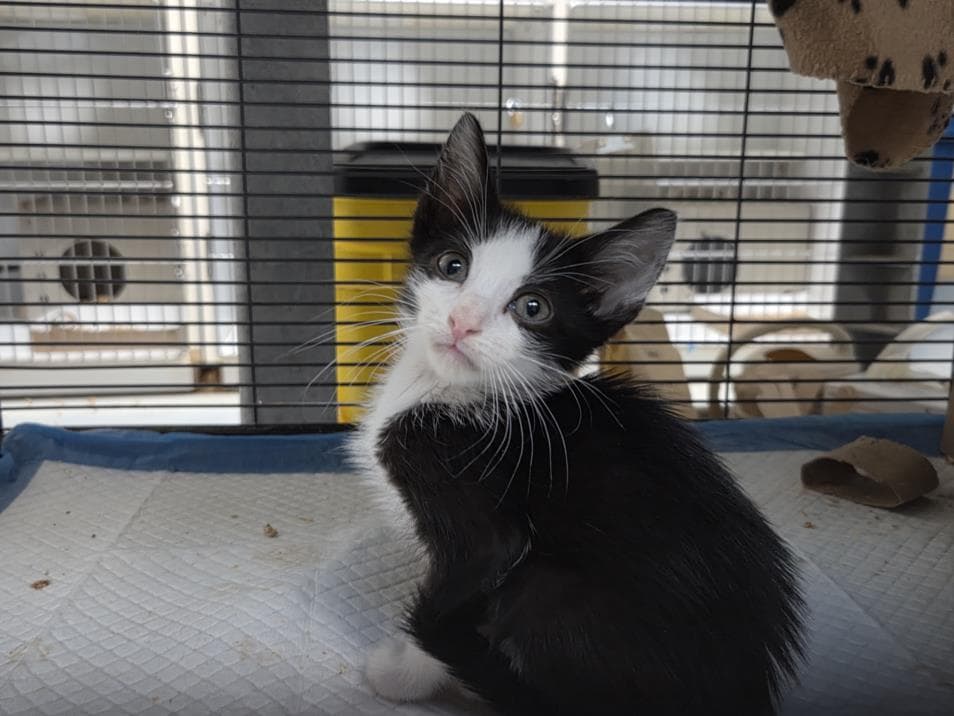 Sir - Domestic Short Hair