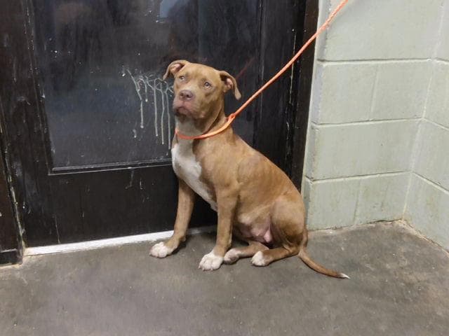 Fi - Pit Bull Terrier