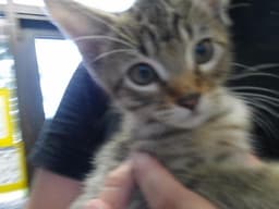 Theodore image 1