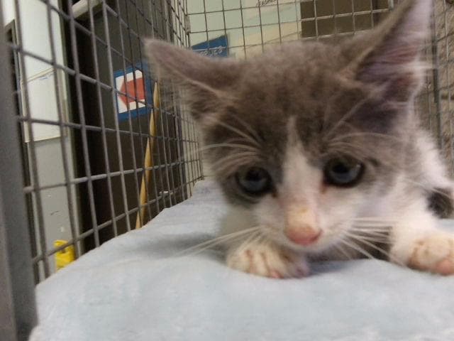 Abu - Domestic Short Hair