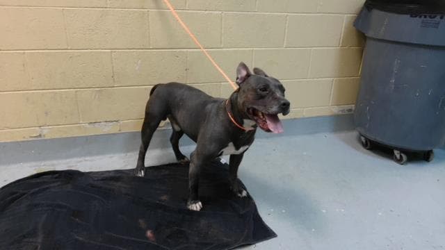 Beeka - Pit Bull Terrier