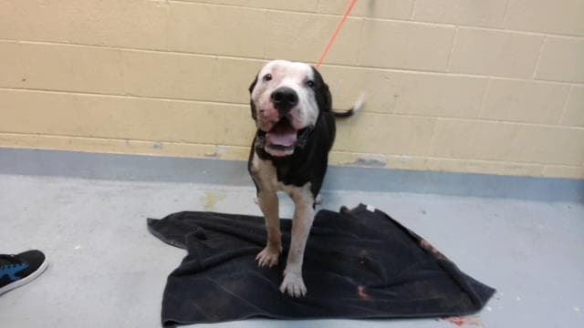 Ryle Meow - Pit Bull Terrier