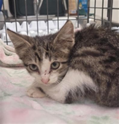 Fritos - Domestic Short Hair