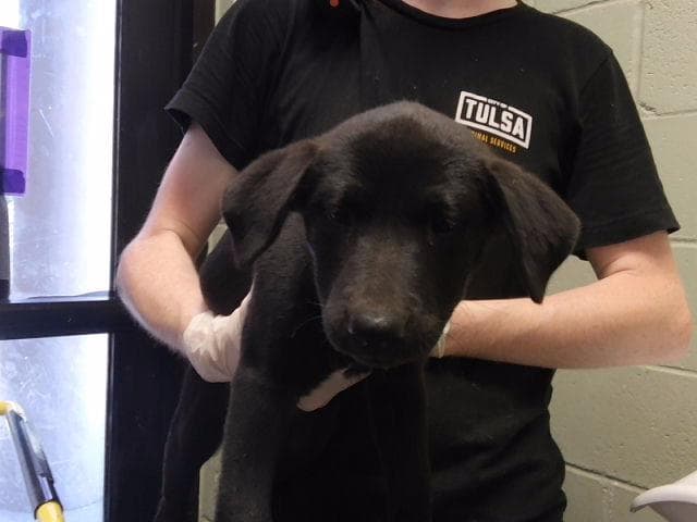 Fago - Labrador Retriever