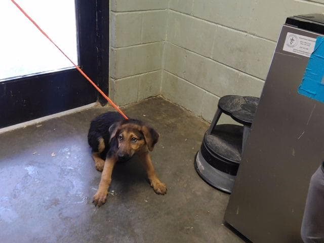 Fern - German Shepherd Dog