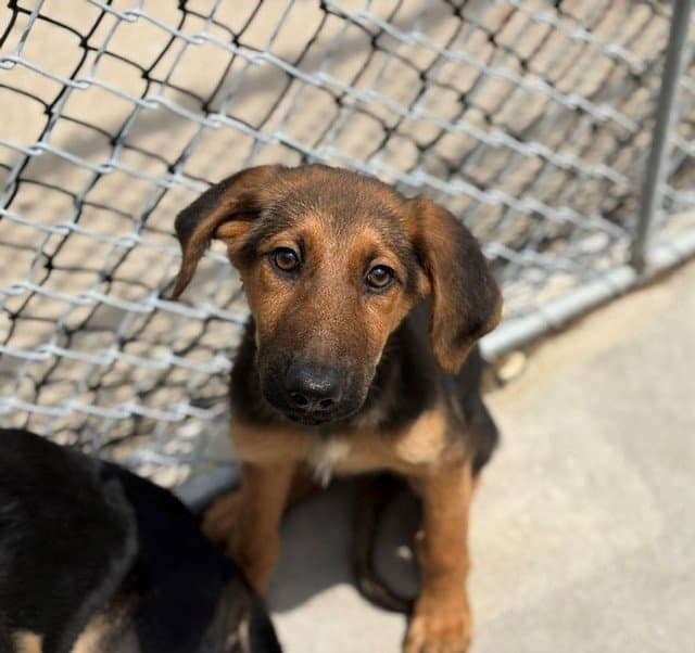 Fern - German Shepherd Dog