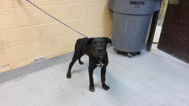 Midnight - Pit Bull Terrier