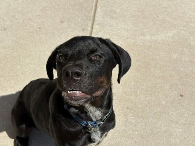Midnight - Pit Bull Terrier
