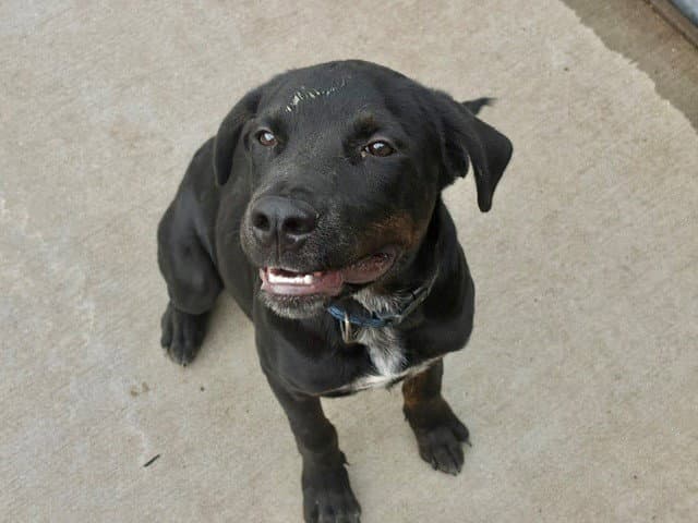 Midnight - Pit Bull Terrier