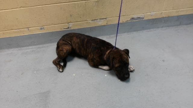 Sap - Pit Bull Terrier