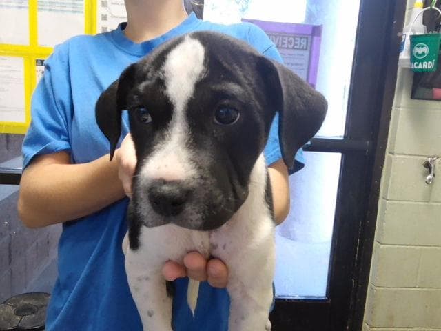 Pepper Shaker - Pit Bull Terrier