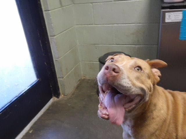 Meddy - Pit Bull Terrier